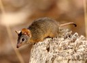 Search for Yellow-footed Antechinus around Yass