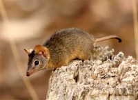 Search for Yellow-footed Antechinus around Yass