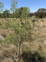 YAN Environmental Trust grant win to progress Climate focused work