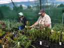 Volunteers doing vital plant maintenance