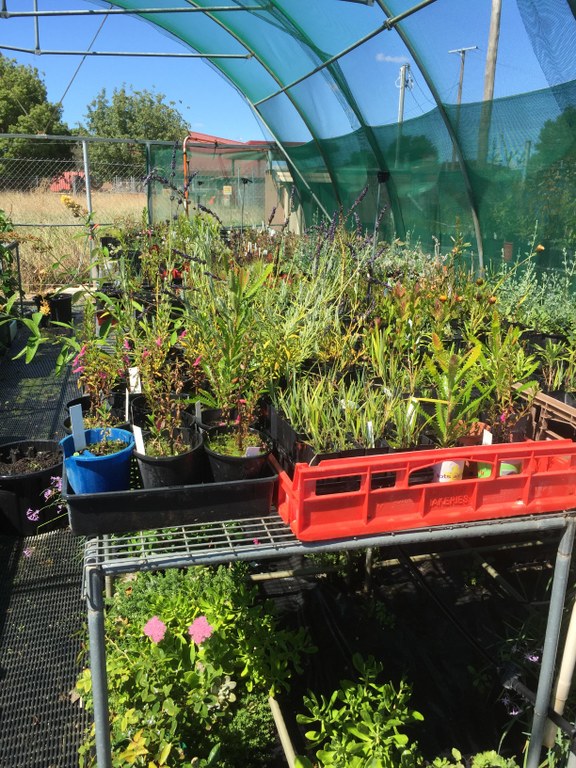 Yass Nursery stock ready for sale