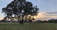 The Paddock Tree Project