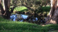 Yass River renewal via Willow removal and native plantings