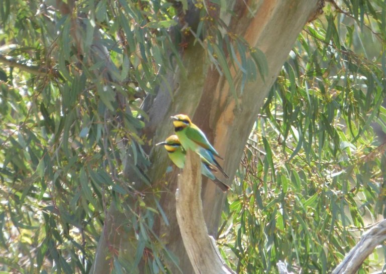 Murringo Bird Walk