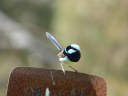 Murringo Bird Walk