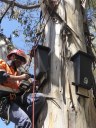 Roosting box installation