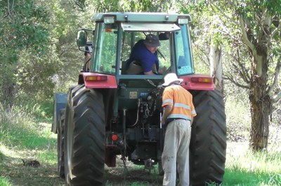 Rod and Alan pulling out old privet