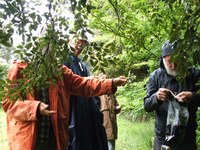 Collecting Antarctic Beech seed