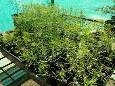 Dorrigo Hakea seedlings