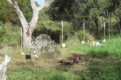 Memorial to Mark Sandstrom, with new plantings